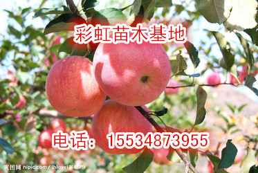 苹果树，苹果树价格，苹果树批发，苹果树基地