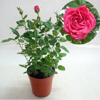 盆栽玫瑰花种供应商、销售盆栽玫瑰花种、供应盆栽玫瑰花种图片