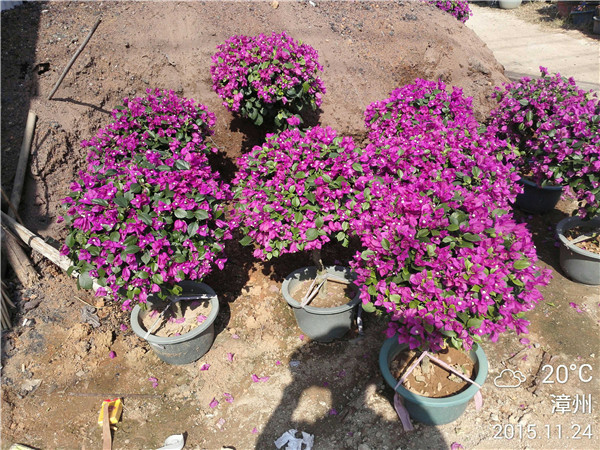 漳州市紫色花三角梅球厂家三角梅球 紫色花三角梅球 大量种植三角梅 福建基地