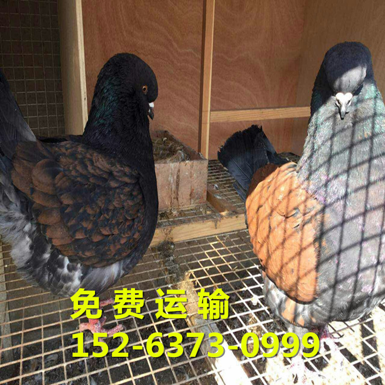 济宁市元宝鸽多少钱一对特大元宝鸽种鸽厂家元宝鸽多少钱一对特大元宝鸽种鸽