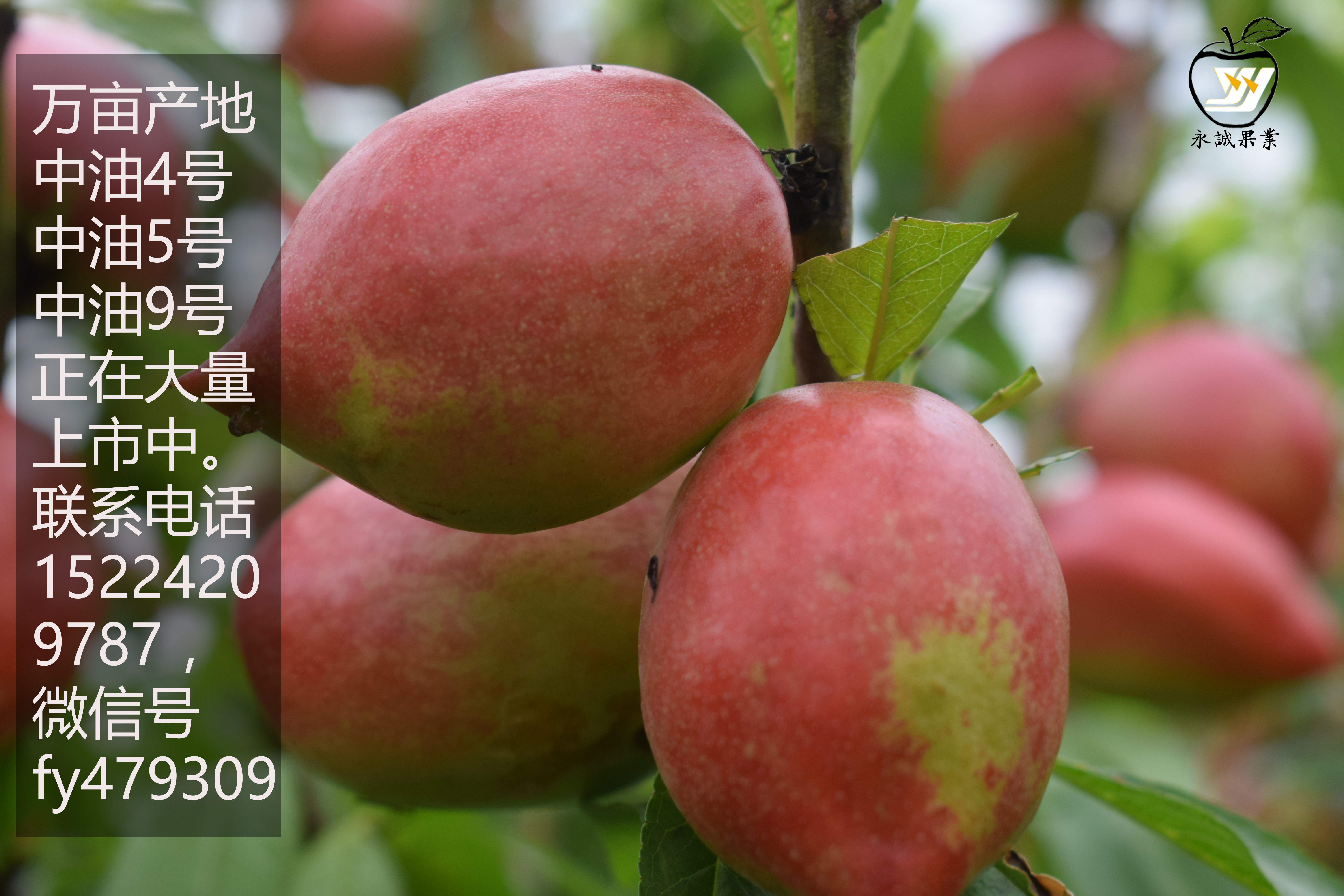 万亩油桃成熟果色鲜艳品相高价格稳批发