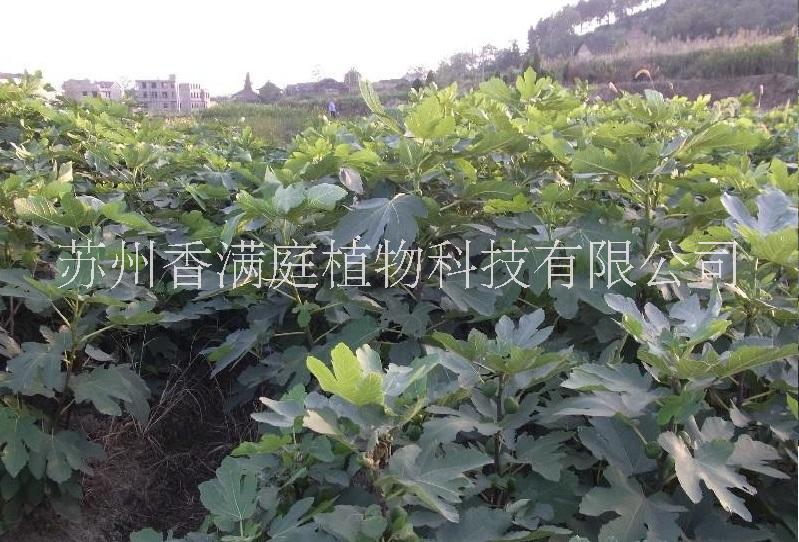 无花果 无花果种植 无花果苗 无花果供应商图片