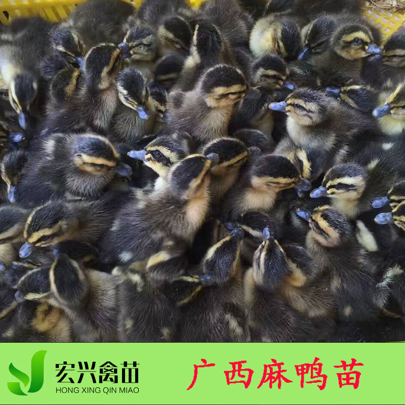 贵州麻鸭苗厂家直销 贵州青头鸭苗报价 养殖家禽种苗脱温麻鸭批发