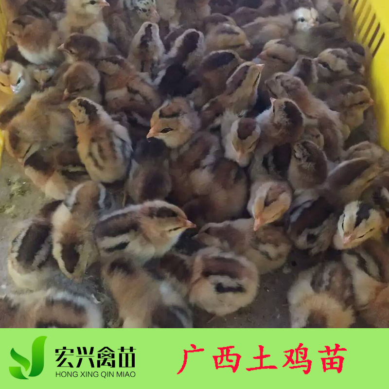 贵州土鸡苗厂家直销 贵州本地鸡厂家直销 笼养散养土鸡肉鸡苗