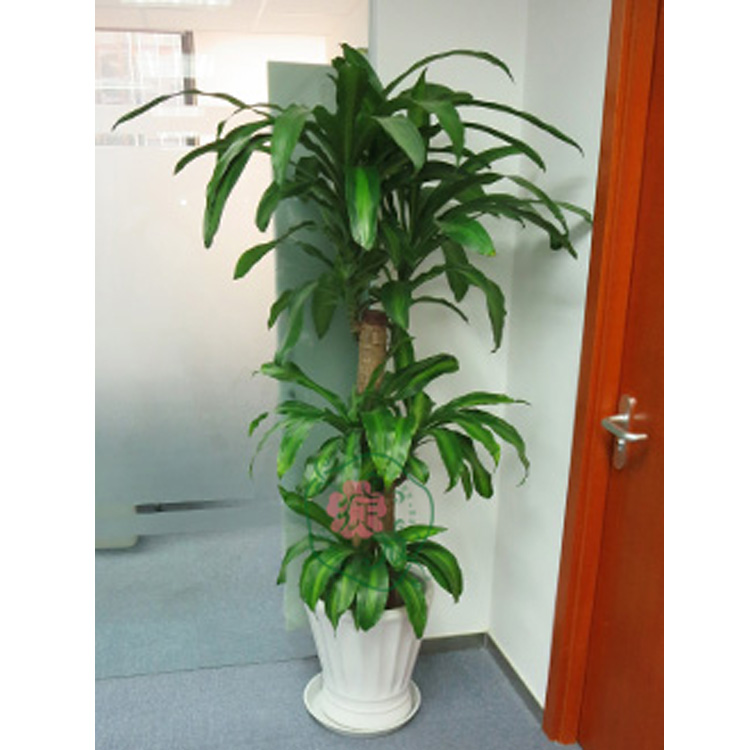 办公室大棵植物会议室/办公室/走廊耐阴植物巴西木盆栽