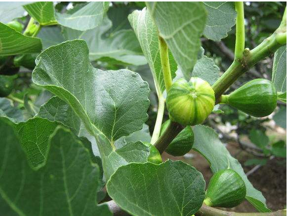 四川无花果苗批发 四川无花果苗种植基地 四川无花果苗供应商