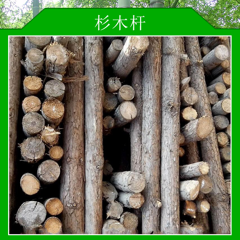 杉木杆价格低廉用途广泛各规格杉木杆材质轻盈价格实惠杉木杆厂家供应