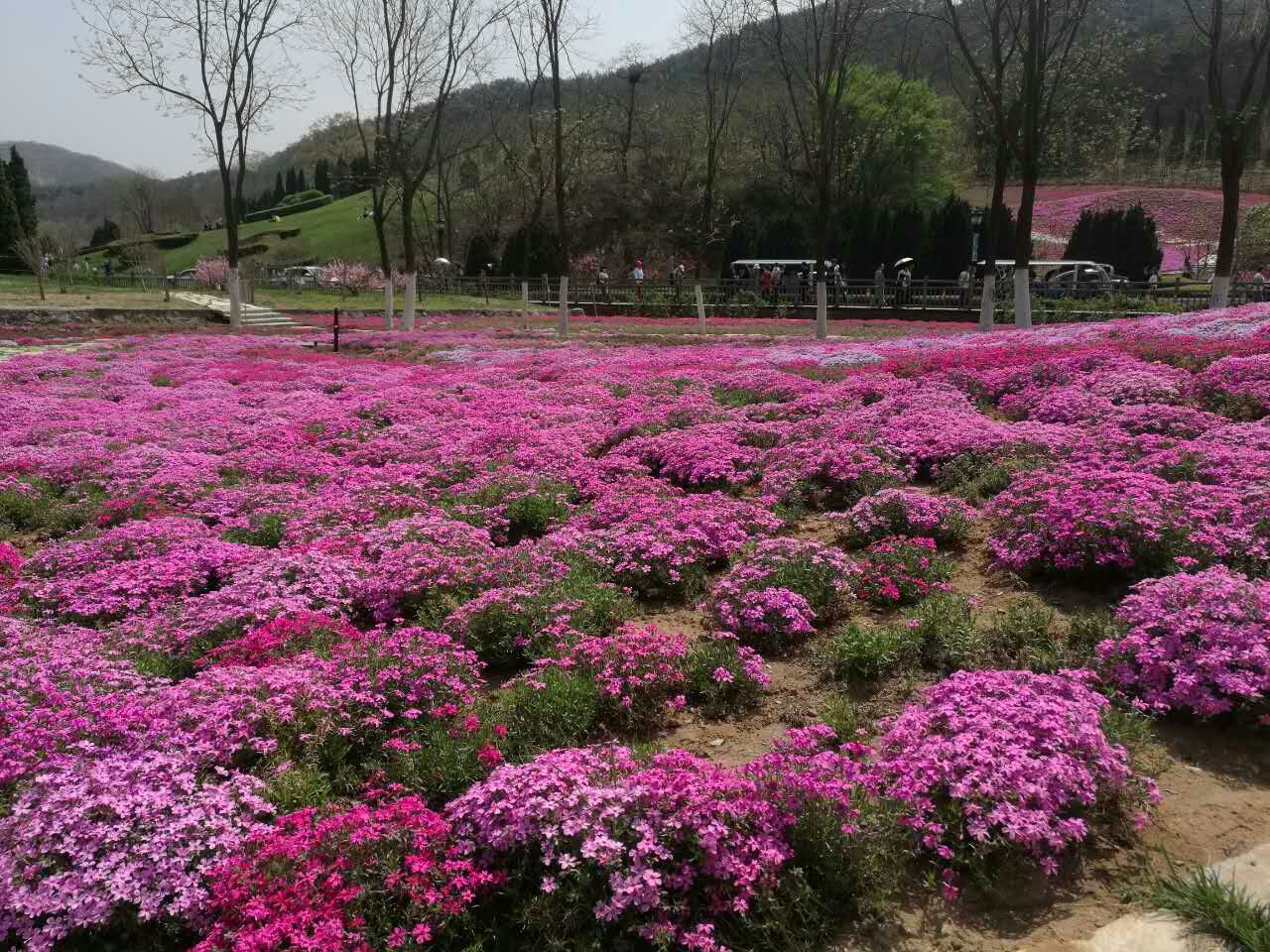 大连棒棰岛芝樱花工程案例 花海工程承接公司--山东万方景观工程公司图片