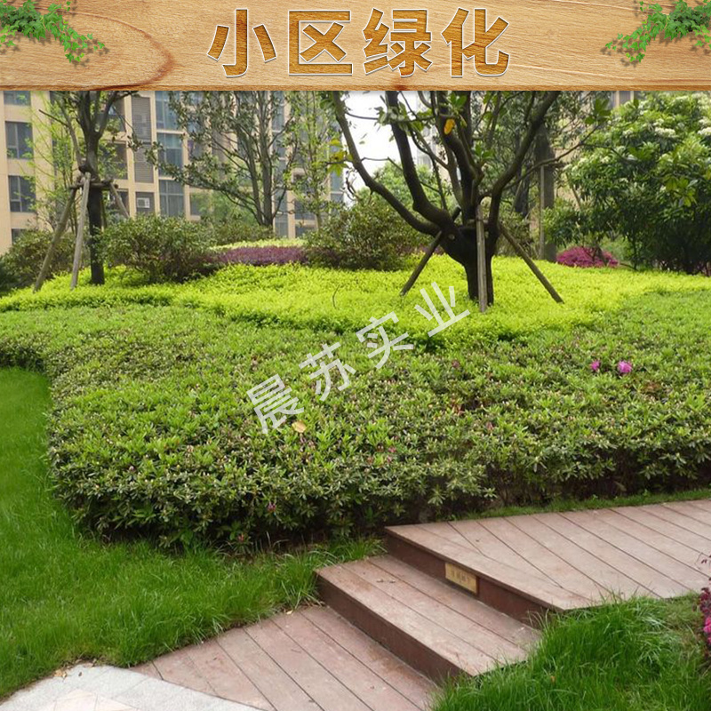 上海绿化养护电话，上海专业从事绿化养护工程公司，上海小区绿化养护