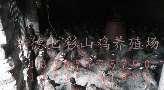 钦州市山鸡厂家贺州山鸡，贺州山鸡蛋，贺州山鸡蛋出售