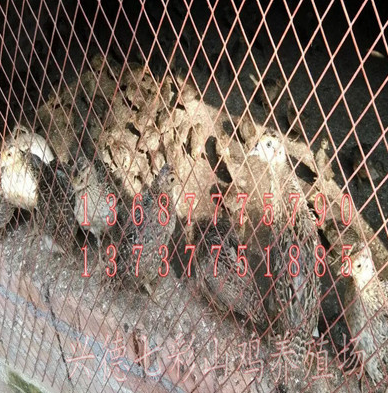 钦州市山鸡苗厂家贵州七彩山鸡，贵州脱温山鸡苗，贵州山鸡苗