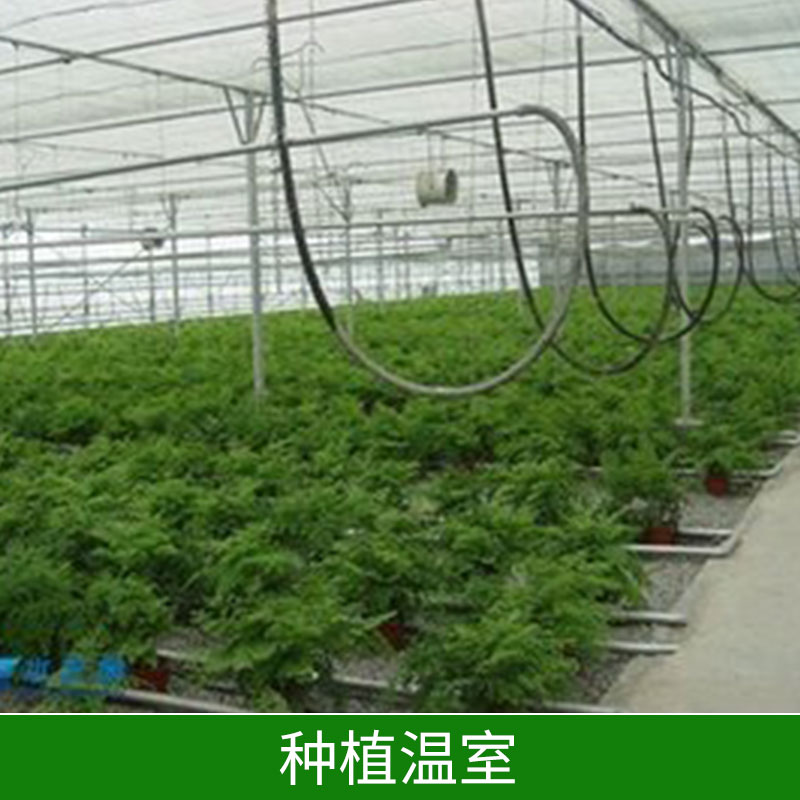 四川种植温室∣成都种植温室∣绵阳种植温室-邯郸市鑫凯农业科技有限公司