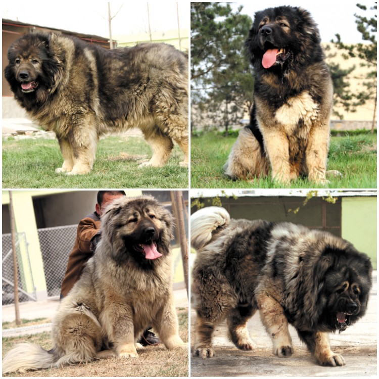 佛山市俄罗斯高加索犬厂家广东高加索犬价格广州深圳佛山珠海高加索犬多少钱一只俄罗斯高加索犬