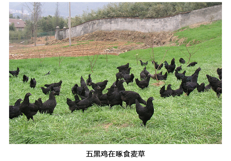 华绿生态农业散养五黑鸡 绿壳蛋鸡图片