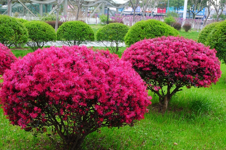 供应红花继木 红花继木产地 红花继木价格 红花继木苗木批发