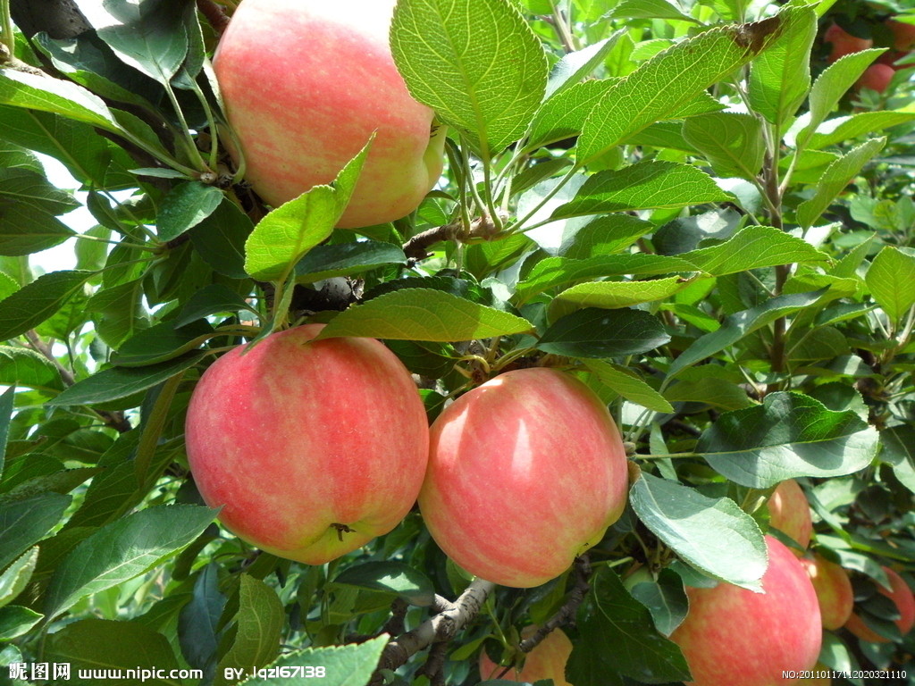 供应用于种植 管理的山东优质苹果厂家