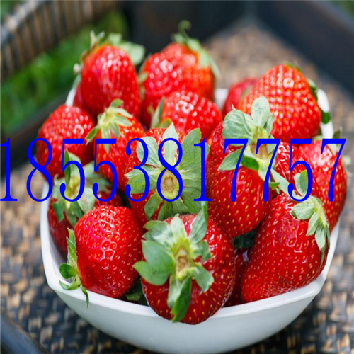 法兰地草莓苗  法兰地草莓苗多少钱一棵
