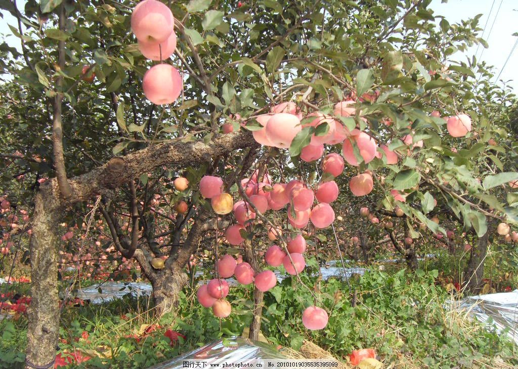 供应用于种植 管理的山东优质苹果供应用于种植 管理的山东优质苹果