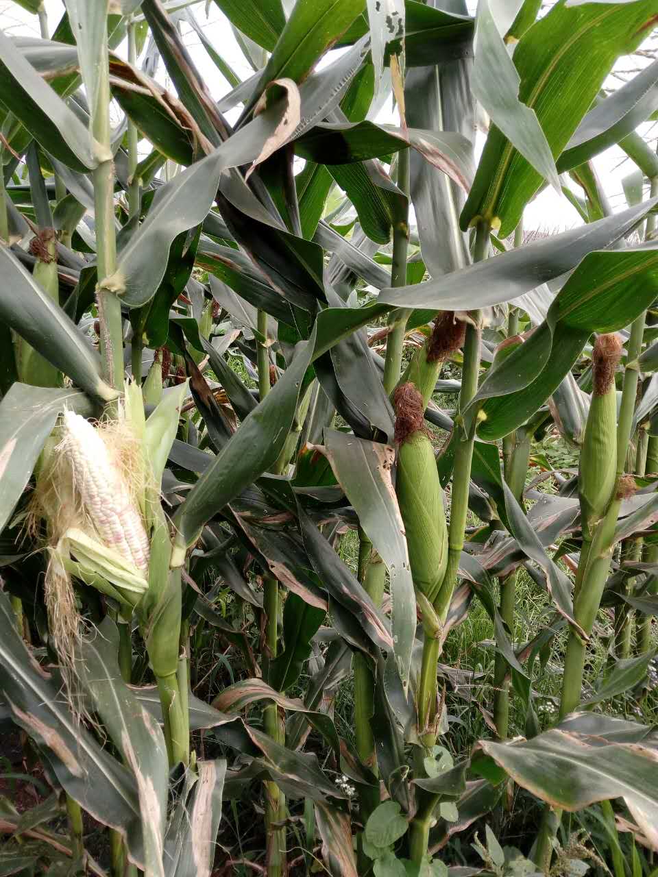 云南玉米种植   农作物种植图片