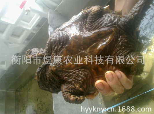湖南衡阳煜康科技 长期供应优质无公害养殖产品刺龟龟仔