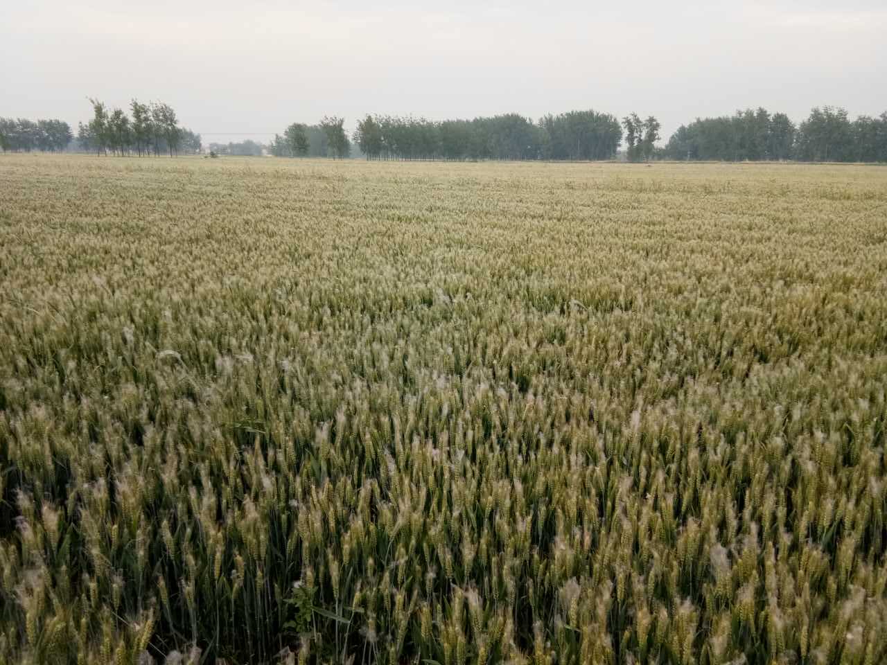 睢宁县小麦批发   小麦种植