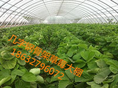 沧州市草莓种植大棚厂家河北草莓种植大棚的造价是多少