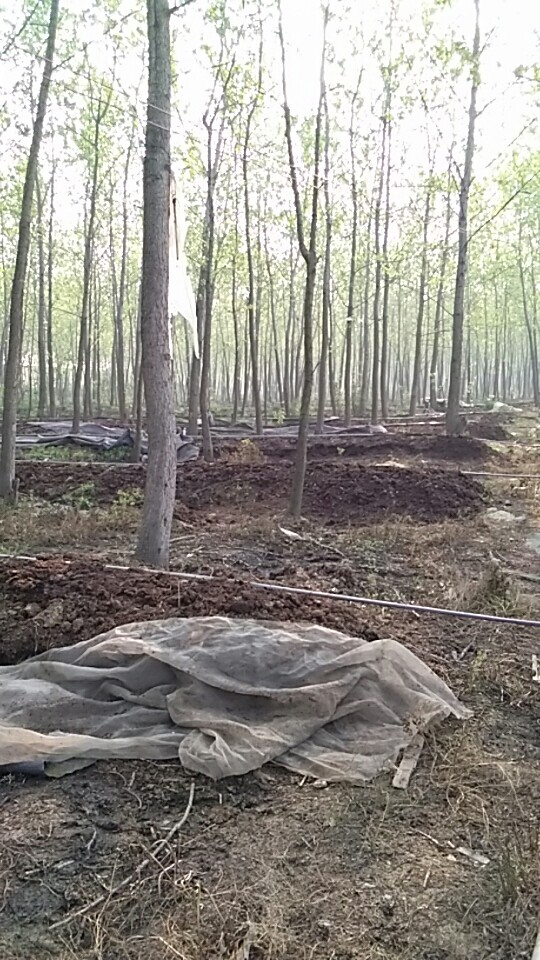 常德蚯蚓养殖基地，常德蚯蚓养殖批发，常德蚯蚓养殖技术 湖南蚯蚓养殖基地 湖南蚯蚓养殖场 郴州蚯蚓养殖场