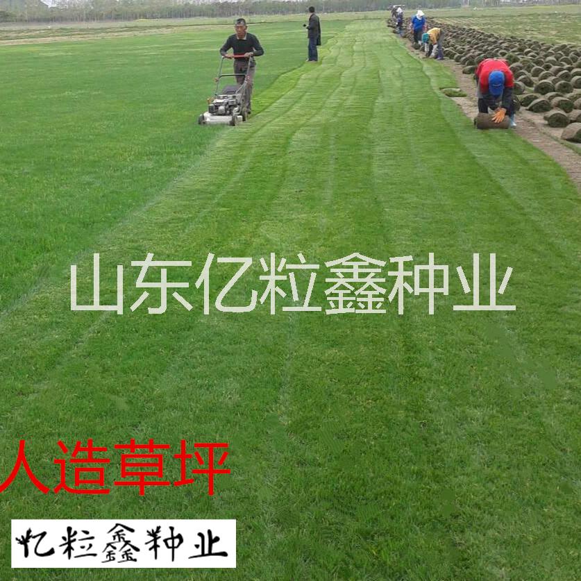 江苏省苏州市四季开花的护坡草种图片