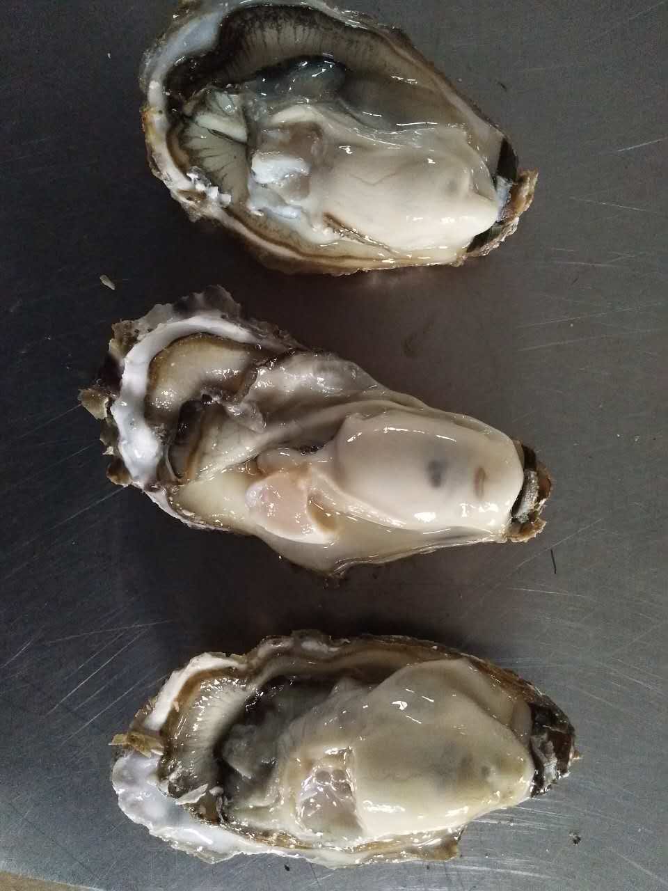 威海市乳山牡蛎多少钱 生蚝价格多少钱厂家