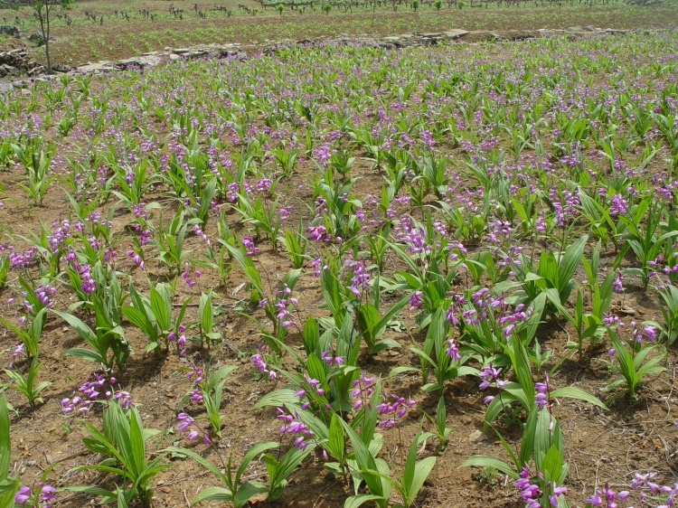 紫花三叉白芨药材种植