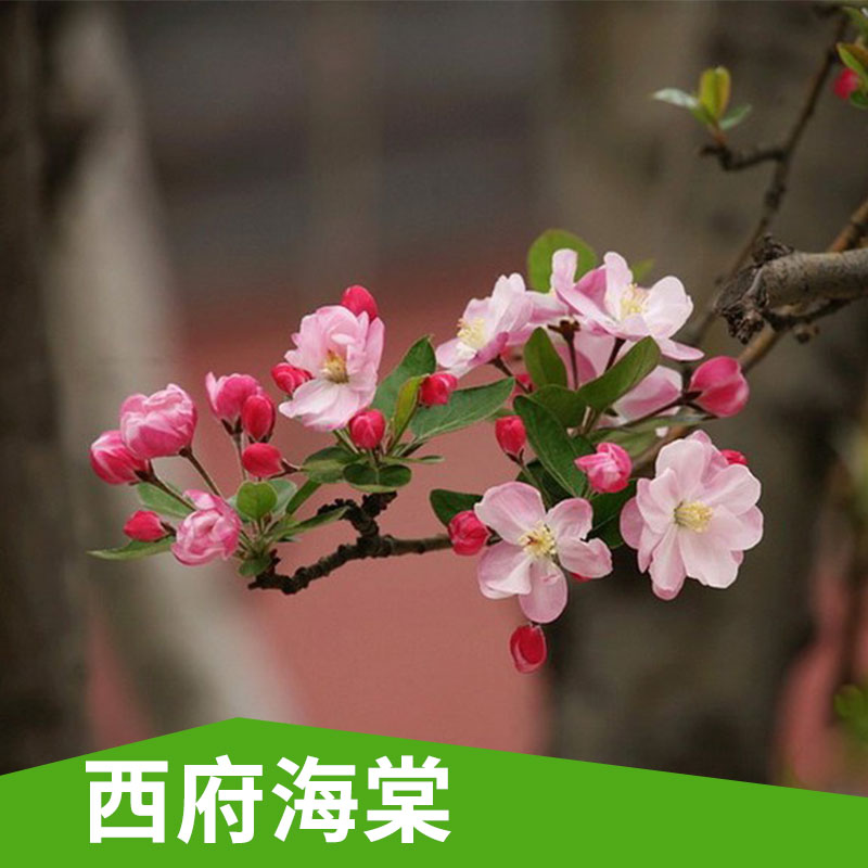 特价销售 年宵花卉 西府海棠 盆栽花卉 花期长 优质品种