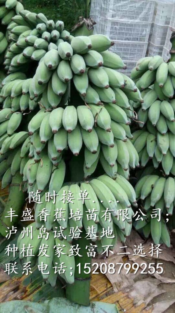 红河哈尼族彝族自治州香蕉培苗厂家香蕉培苗供应商 香蕉种苗批发 大量出售粉蕉苗