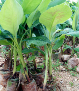 红河哈尼族彝族自治州巴西蕉苗|西贡|脱毒香蕉苗厂家