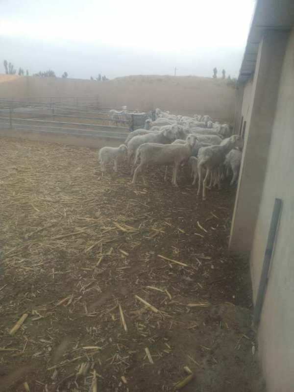 绵羊养殖销售  肉牛供应图片