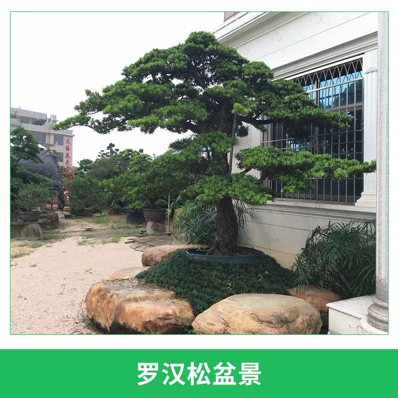 罗汉松盆景室内外造型绿植盆栽四季常青罗汉松树盆景图片