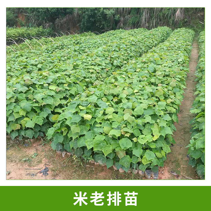 广州大展绿化种苗场供应米老排苗速生树种米老排绿植苗培植小苗批发