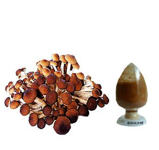 方格高品质茶树菇提取物