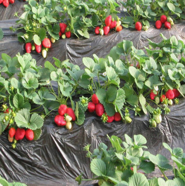 章姬草莓苗 品种优良章姬草莓苗 品种优良 抗病性强 香味无穷 适合建采摘园