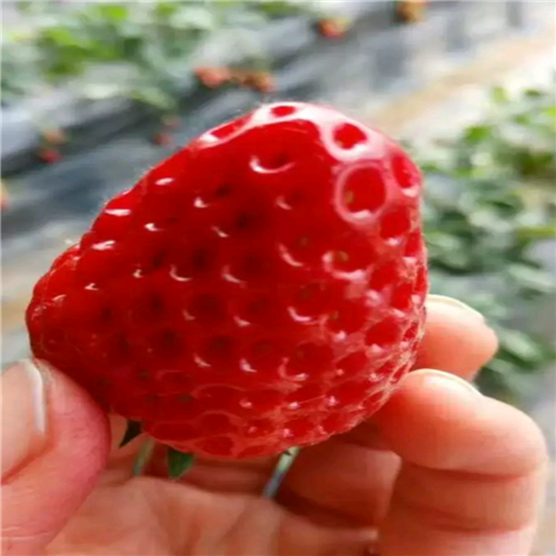 草莓苗批发