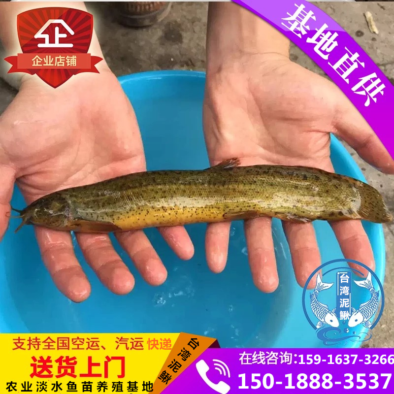 台湾泥鳅鱼苗价格台湾泥鳅鱼苗供应商台湾泥鳅鱼苗直销图片