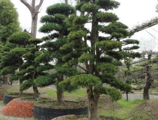 湖南省罗汉松种植销售  苗木花卉种植供应图片