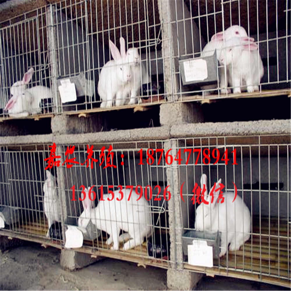 肉兔市场价格行情，大型肉兔养殖场