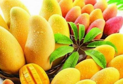 广东芒果 哪里有芒果供应 芒果价格