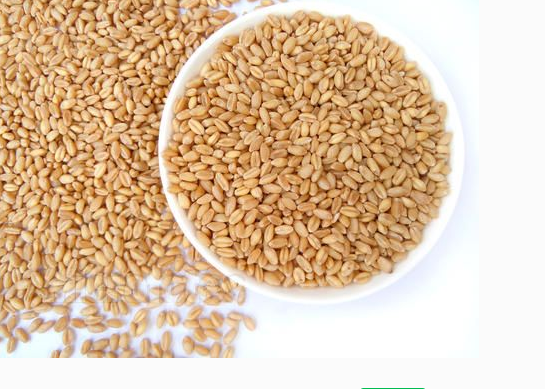 小麦的营养价值厂家小麦的营养价值   厂家收购小麦   玉米