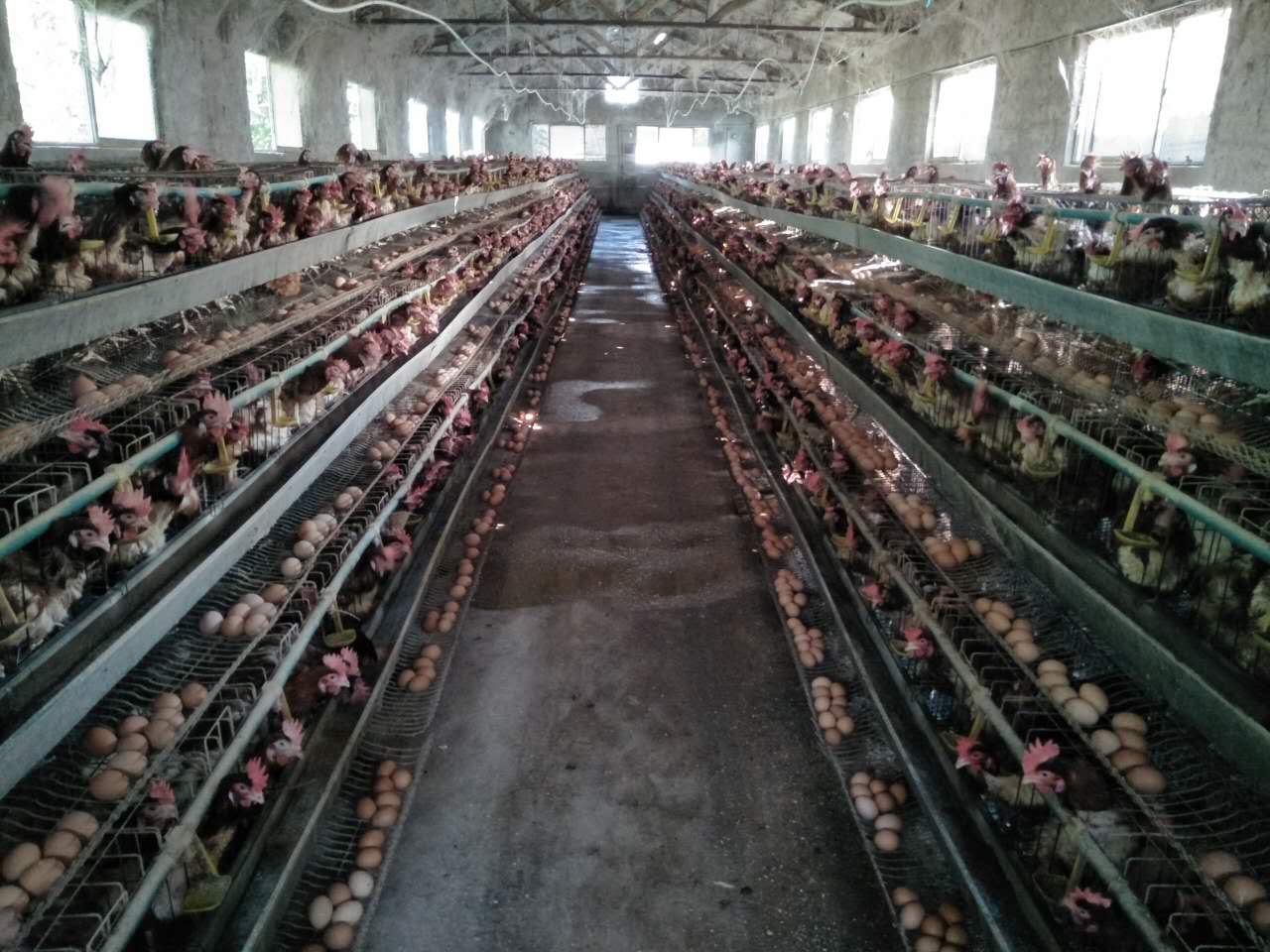 江苏省蛋鸡的养殖方法   蛋鸡供应图片