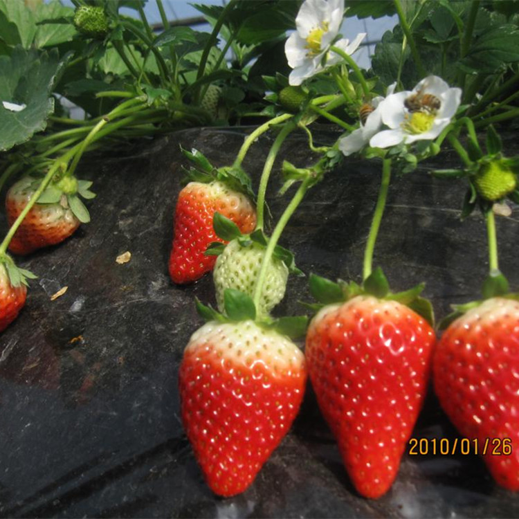 云南草莓苗草莓苗叶子发黑发白怎么回事 草莓苗种植管理技术 几月份种植草莓苗 云南草莓苗哪有卖