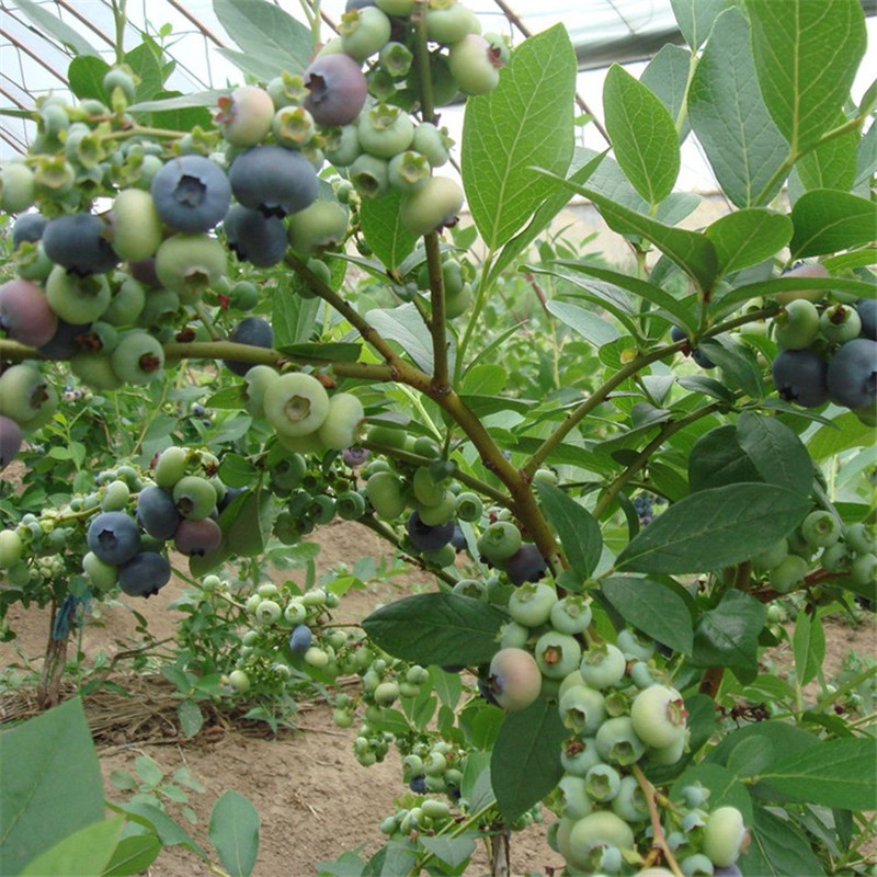 厂家供应蓝莓苗种植销售 广西蓝莓苗批发 蓝丰蓝莓苗价格图片