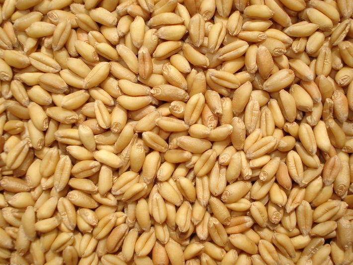 小麦销售厂家