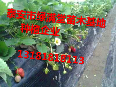 草莓苗网站-草莓苗种植季节-泰安市绿满堂种植企业