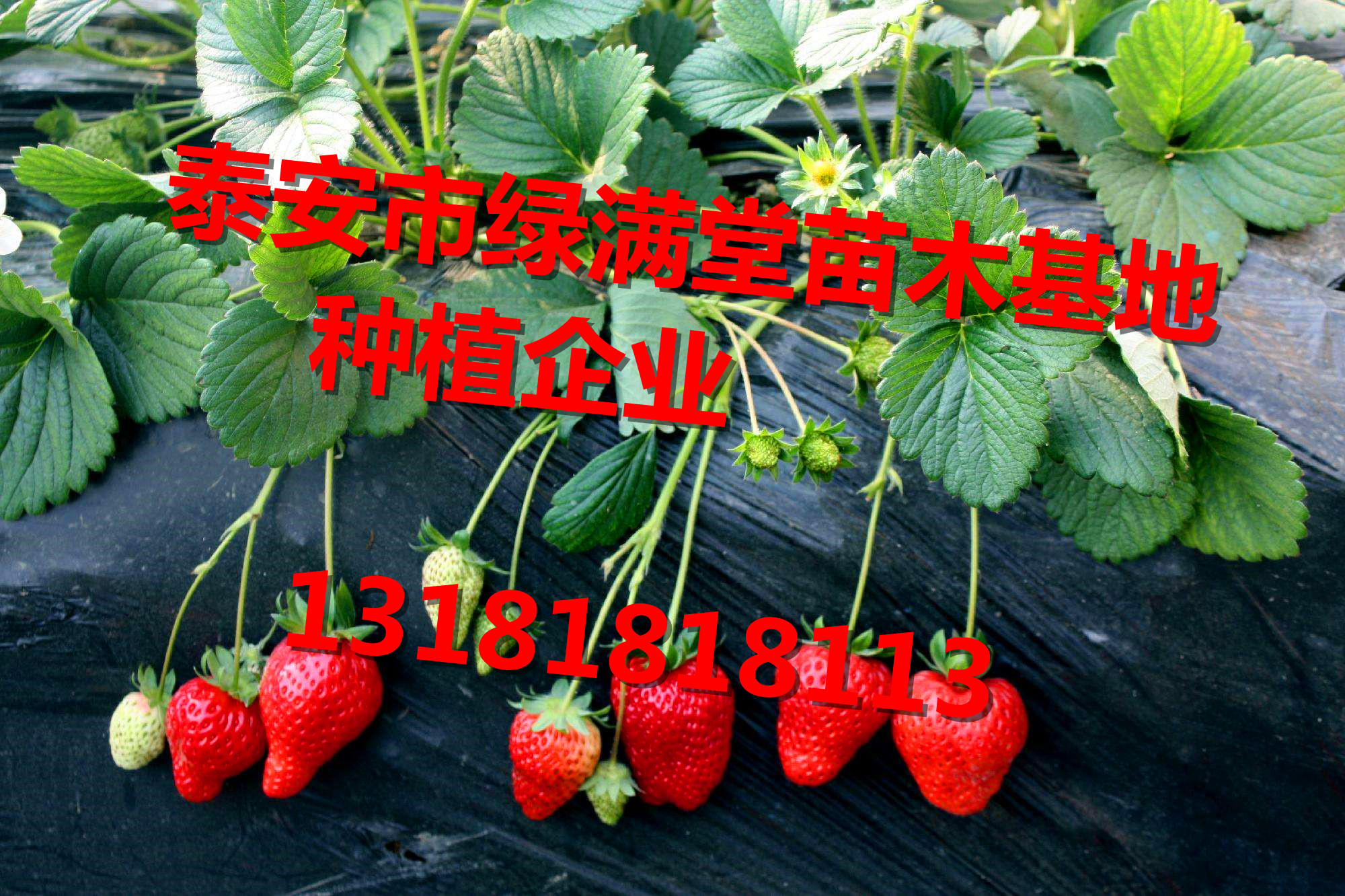 泰安市草莓苗交易品台厂家草莓苗交易品台